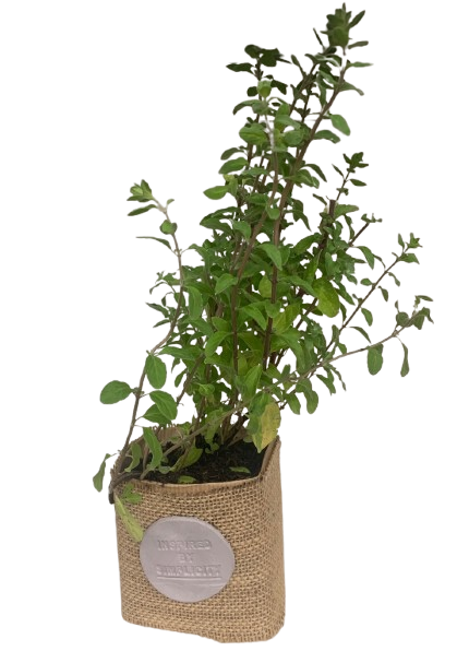 PLANTA VIVA "RACÓ NATURAL" - Imatge 2